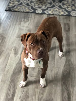 Cherry Hill Nj American Staffordshire Terrier Meet Murphy A
