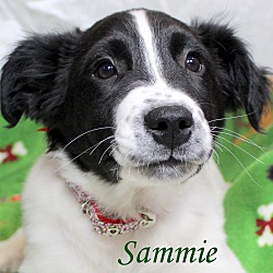 Thumbnail photo of Sammie ~ meet me! #3