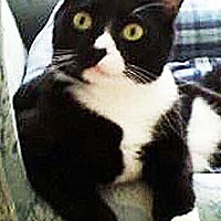 Adopted Pets At Billerica Cat Care Coalition In N Billerica