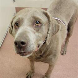 ogden weber animal shelter