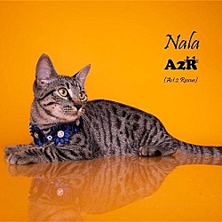 Photo of Nala