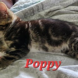 Thumbnail photo of Poppy #4
