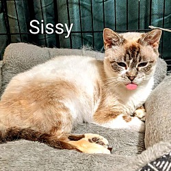 Thumbnail photo of Sissy #2