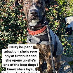 Thumbnail photo of Daisy #4