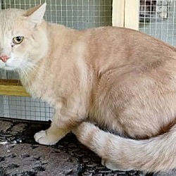 Thumbnail photo of A-Peaches - Barn Cat #4