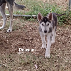 Thumbnail photo of Possum #2