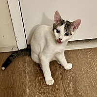 adopt a pet