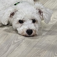 adopt-pet