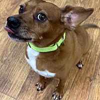 adopt a pet