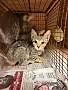 AKITOKI - Domestic Shorthair available for adoption