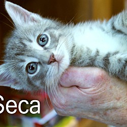 Thumbnail photo of Seca #1