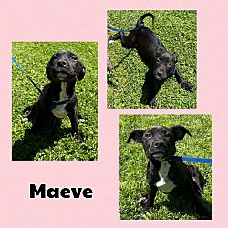 Photo of Maeve