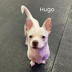 Thumbnail photo of Hugo #1