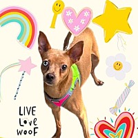 adopt a pet