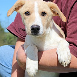 Thumbnail photo of Indy~adopted! #2