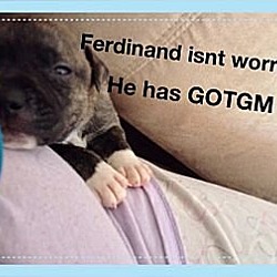 Thumbnail photo of Ferdinand #2