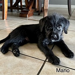 Photo of Mario