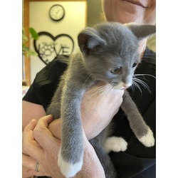 Thumbnail photo of Savannah (Merritt Island Adoption Center) #2