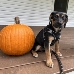 Thumbnail photo of Zephyr beagle #1