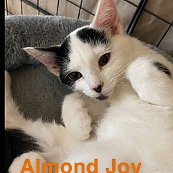 Thumbnail photo of Almond Joy #1