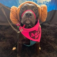 adopt a pet