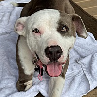 adopt a pet