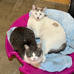 bonded pet photo