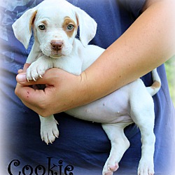Thumbnail photo of Cookie ~ meet me! #3