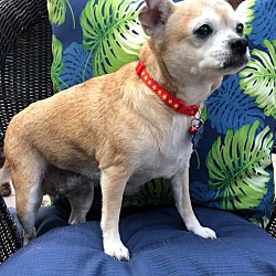 coastal cocker spaniel rescue