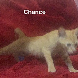 Thumbnail photo of Chance #4
