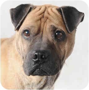 shar pei mix pug
