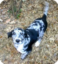 catahoula border collie mix for sale