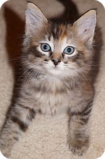 Hendersonville, NC - Maine Coon. Meet Sheba a Pet for ...