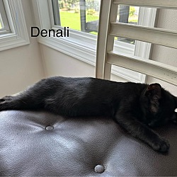 Thumbnail photo of Denali #3