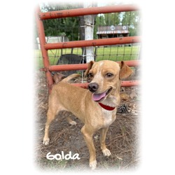 Thumbnail photo of Golda #1