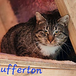 Thumbnail photo of Flufferton #3