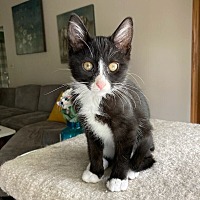 adopt a pet