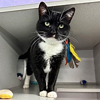 adopt a pet
