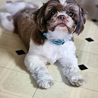 adopt a pet