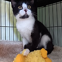 adopt a pet