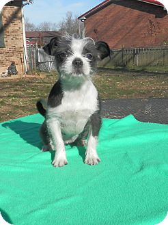 Clarksville, TN - Boston Terrier. Meet 