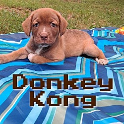 Thumbnail photo of Donkey Kong #1