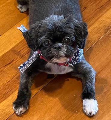 Portland, OR - Shih Tzu. Meet Tinkerbell a Pet for Adoption - AdoptaPet.com