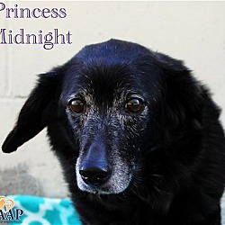 Photo of Princess Midnight