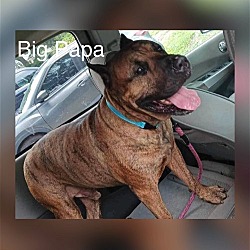 Thumbnail photo of Big Papa #2