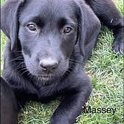 Thumbnail photo of Massey #4