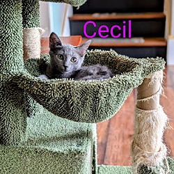 Thumbnail photo of Cecil #1