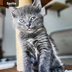 Thumbnail photo of Sprite #1