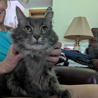 adopt-pet