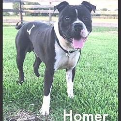 Photo of A - HOMER